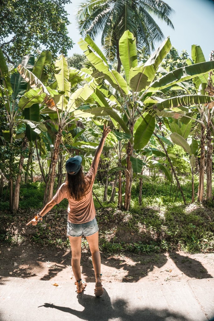 Plantacja bananów na wyspie La Digue Plantacja bananów na wyspie La Digue